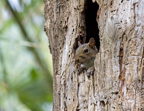 Squirrel