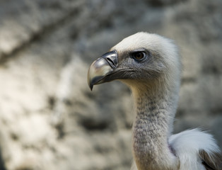 I've been watching you