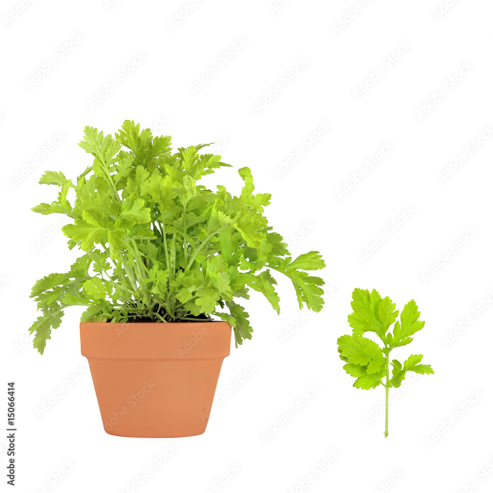 Wall mural feverfew herb