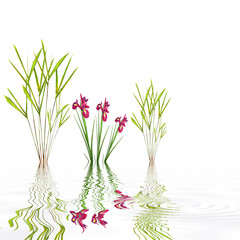 Zen Garden Simplicity