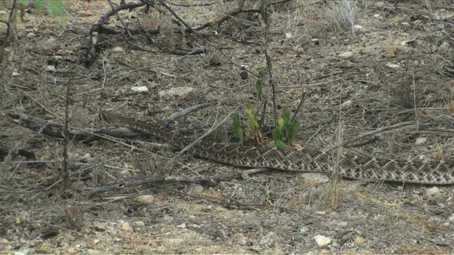 1080 Slithering rattler