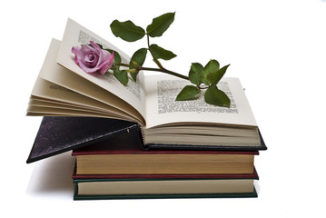 Rosa sobre libro abierto.