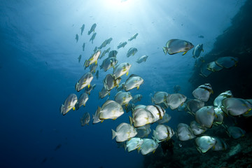 Fototapeta na wymiar ocean and orbicular spadefish