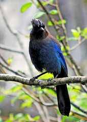 Bird with Blue Feather at Mt.Rainier