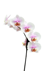 Flowers of a Phalaenopsis orchid hybrid vertical