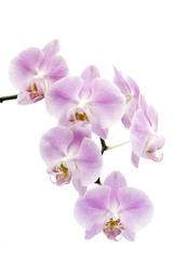 Fototapeta na wymiar Kwiaty z orchidea Phalaenopsis hybryda