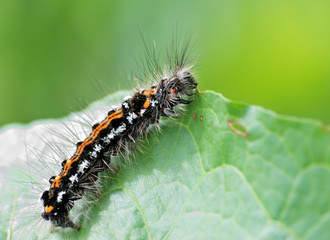 Caterpillar on a leaf in the summer