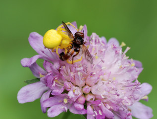 Struggle of a spider and fly