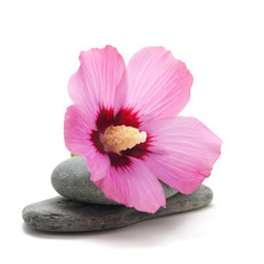 repos d'une fleur d'ibiscus © beaba