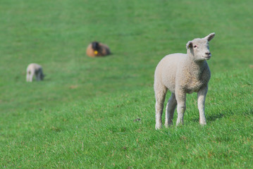 Obraz premium Junges Schaf auf einer Weide