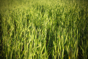 Green grass texture
