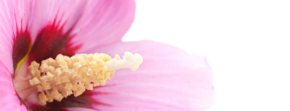 Ibiscus rose - p&eacute;tale et pistil