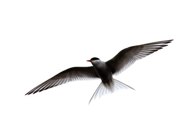 Tern in flight