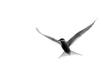 Tern in flight