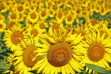 champ de tournesol