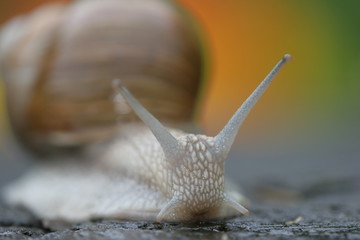 Weinbergschnecke