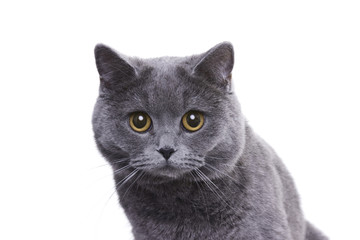 Cat portrait on white background, British shorthair