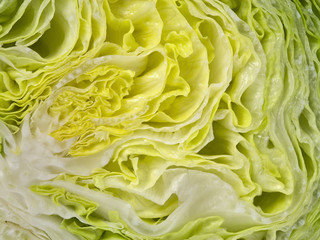 eisbergsalat querschnitt