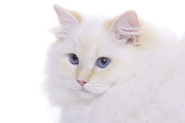 Cat with blue eyes portrait, Ragdoll