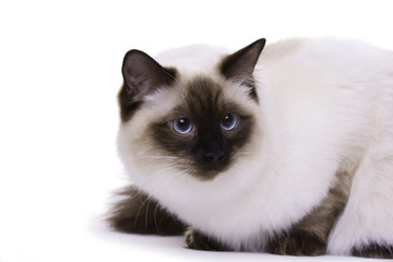 Cat with blue eyes, Ragdoll