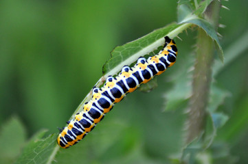 chenille ou papillon