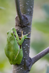 Laubfrosch