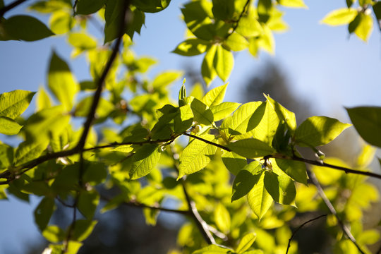 Folliage in spring