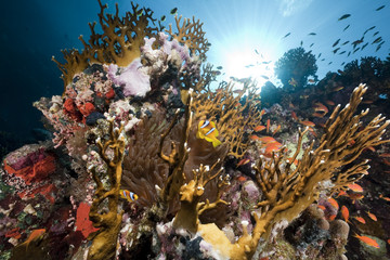 ocean, coral and sun