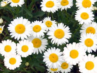 Camomile flowers on a glade