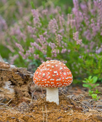 red fly-agaric on fower background