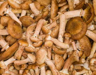small brown fungus background