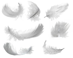 sept plumes blanches