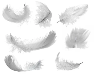 Papier Peint photo autocollant Poulet sept plumes blanches