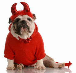 english bulldog dressed up as a devil