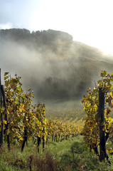 Wellenstein, vignoble automne; Luxembourg_Moselle