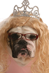 funny bulldog dressed up as ugly princess with blond wig