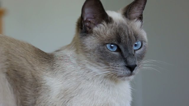 belle siamoise paisible