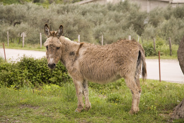 Naklejka na ściany i meble Sad donkey near olive trees