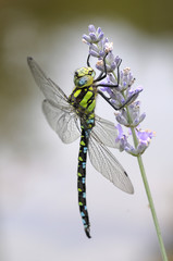 Libelle, Blaugrüne Mosaikjungfer