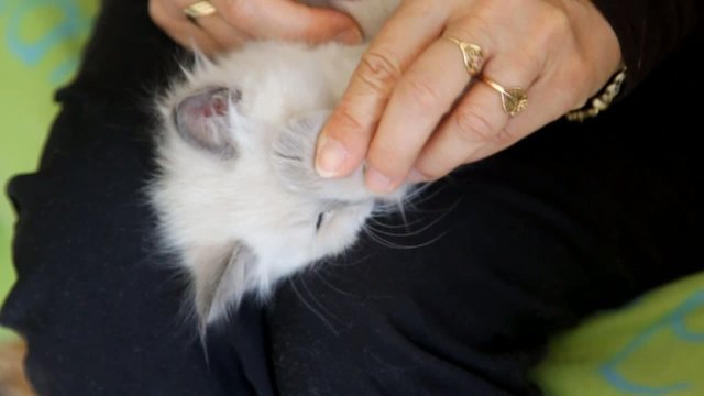 s'amuser avec un tr&egrave;s joli chaton gentil