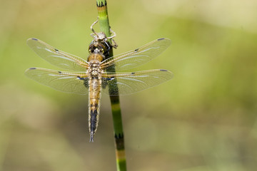 Libelle, Vierfleck © Kurt Nägele