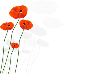 coquelicots