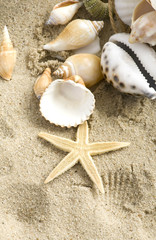 Fototapeta na wymiar Starfish and echinus on the Beach