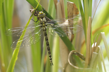 Libelle, Blaugrüne Mosaijungfer mit Exuvie