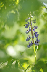Lupine mit Insekten