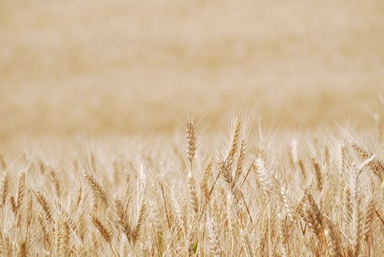 campi di grano