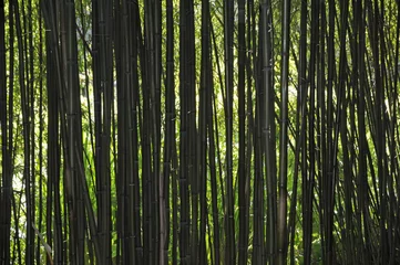 Cercles muraux Bambou Bambuswald