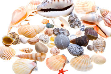 Beautiful seashells isolated on white