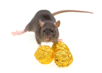 Funny rat and chocolate candies isolated on white
