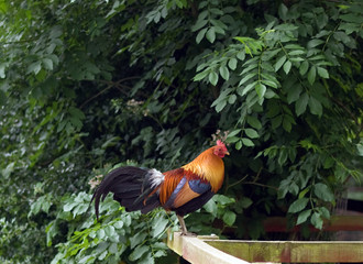 Cock